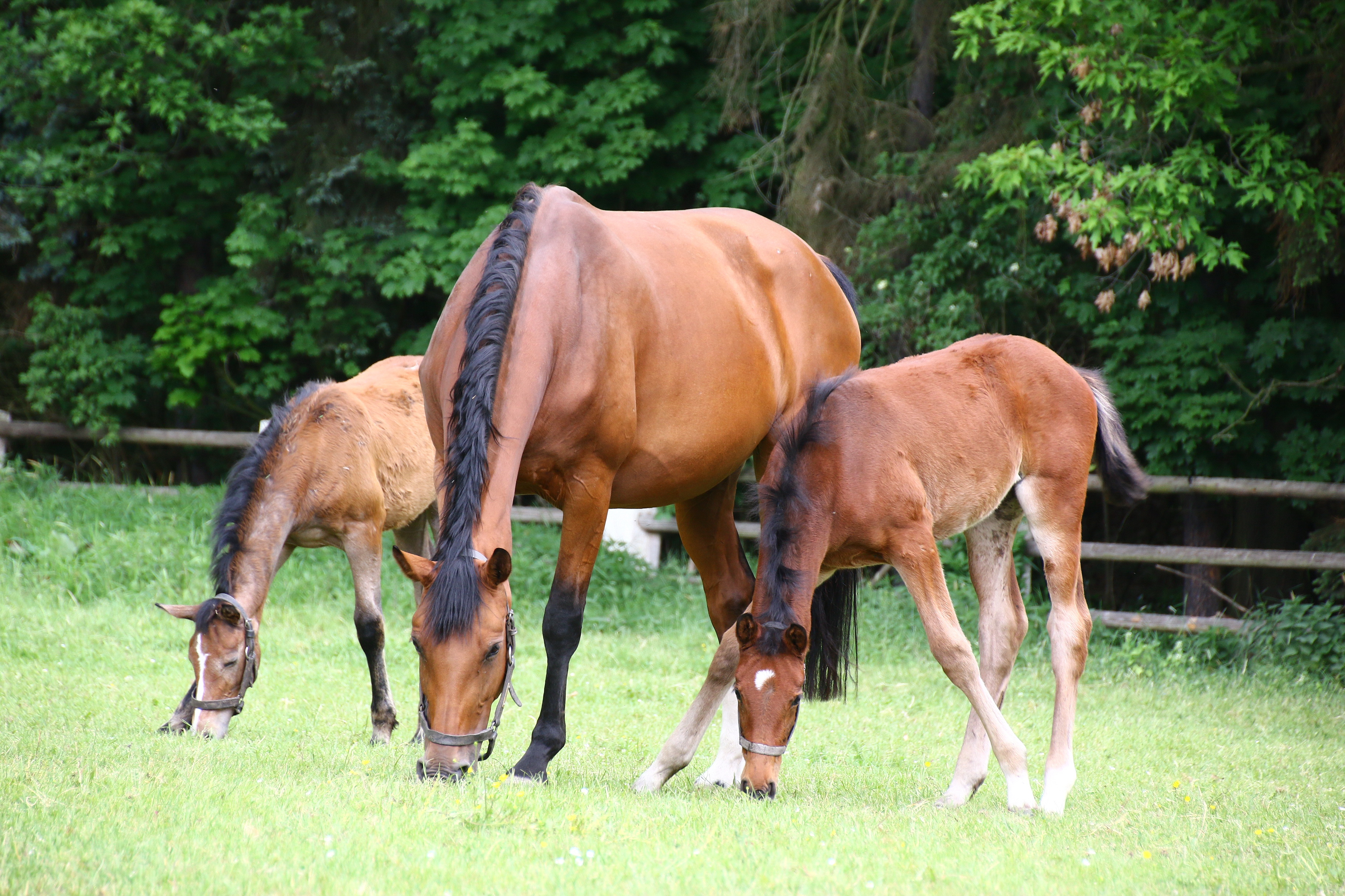 Platzhalterbild, Text bitte ändern