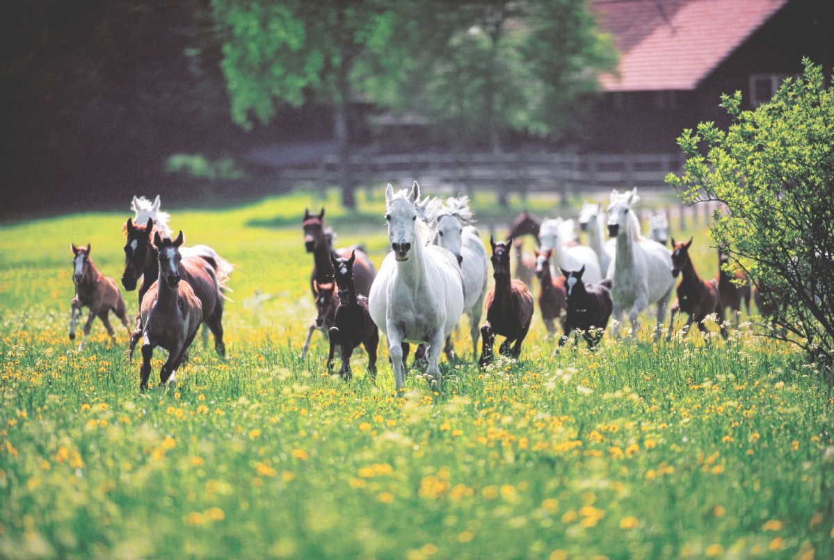 Boxen und Laufstallhaltung