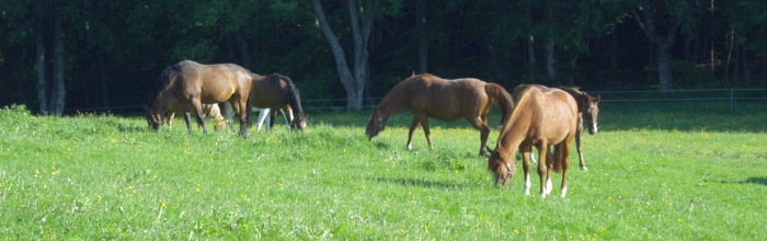 Seniorenpferde auf der Weide (Foto: Archiv Marbach)